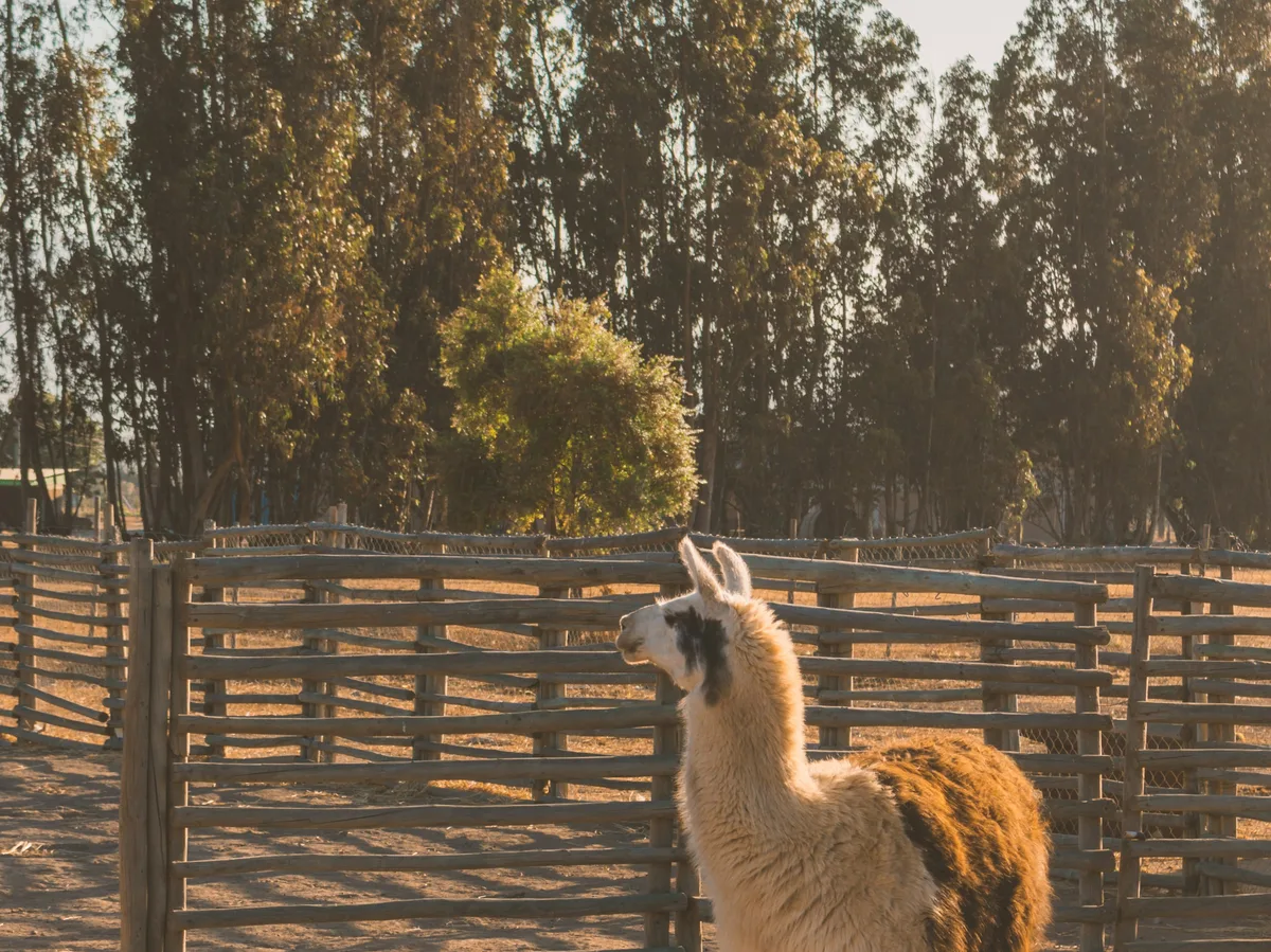A llama standing beside a wooden fence in the Bolivian highlands