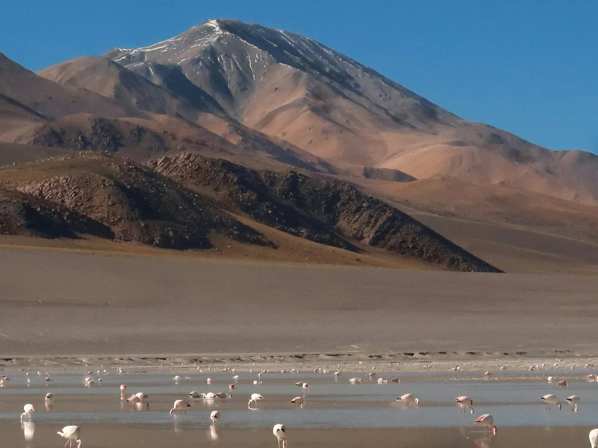 Flamingos gathered on a shallow Andean lake with snow-capped peaks behind