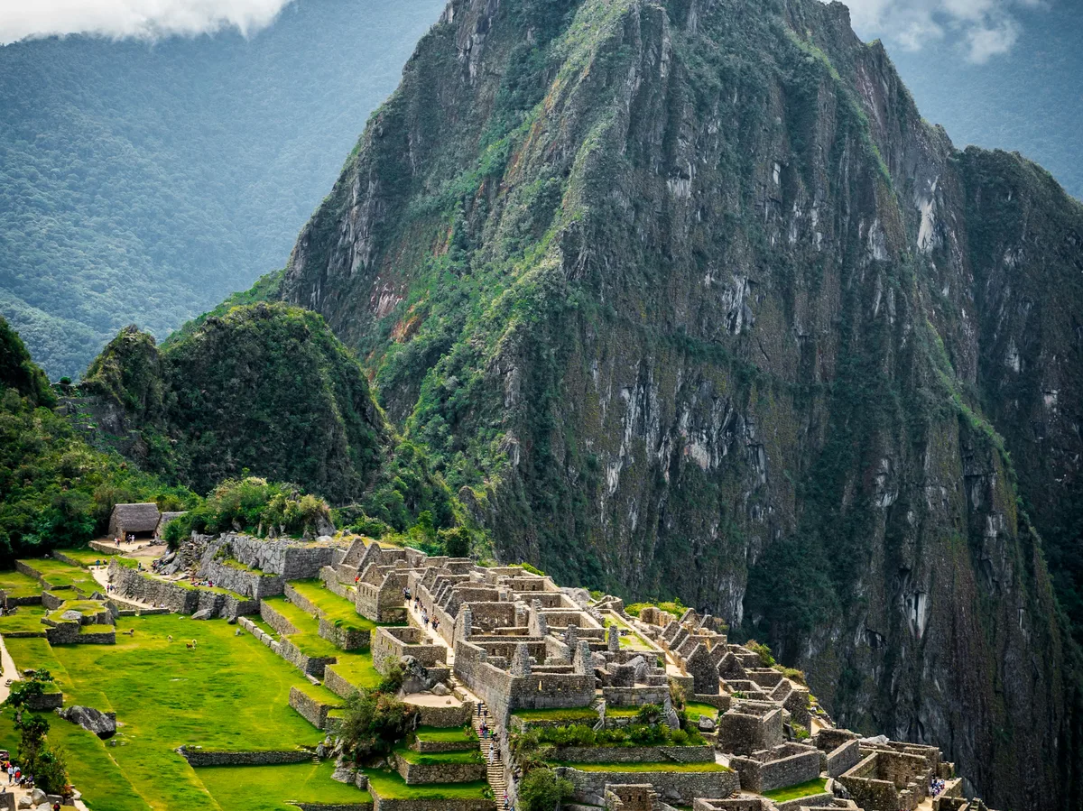 Llamas grazing on a grassy terrace with Machu Picchu's stone ruins in the background, Peru