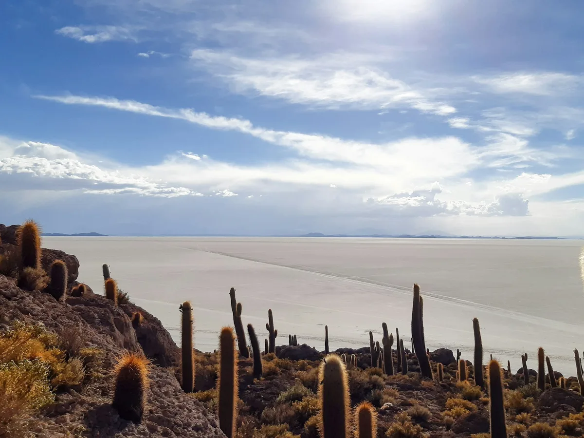 Giant cacti covering Incahuasi Island in the middle of the Uyuni salt flats
