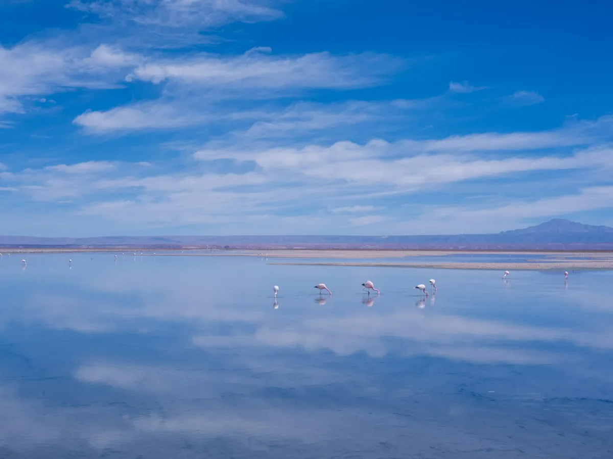 Flamingos wading across a mirror-still salt flat lagoon in Bolivia's South Lipez desert