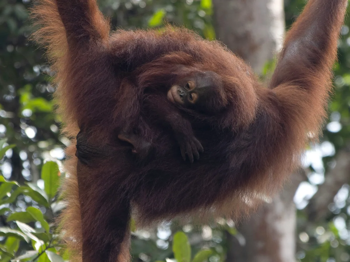 A young orangutan in a rainforest reserve in Malaysian Borneo