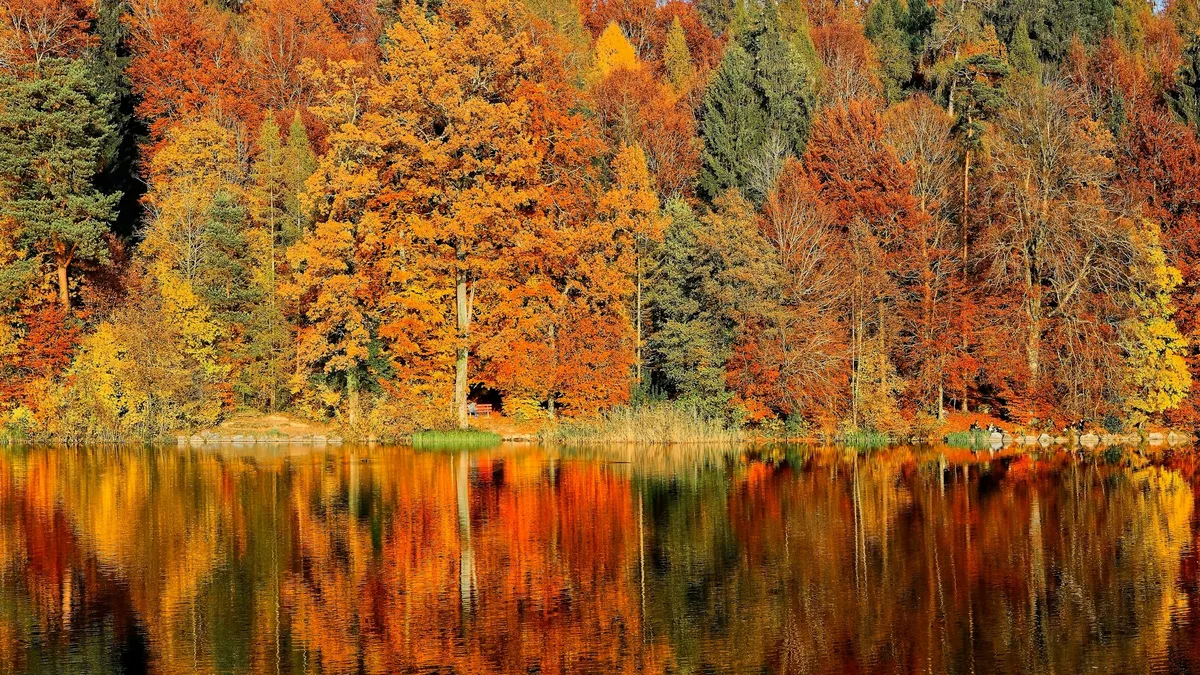 A tranquil pond surrounded by autumn trees