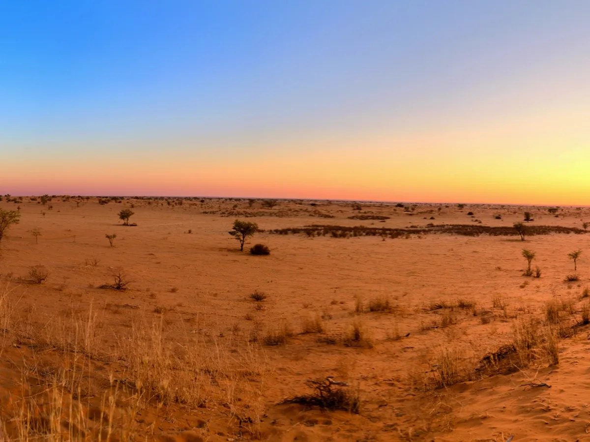 Golden grass plains of the Central Kalahari at sunset with a lone tree silhouette