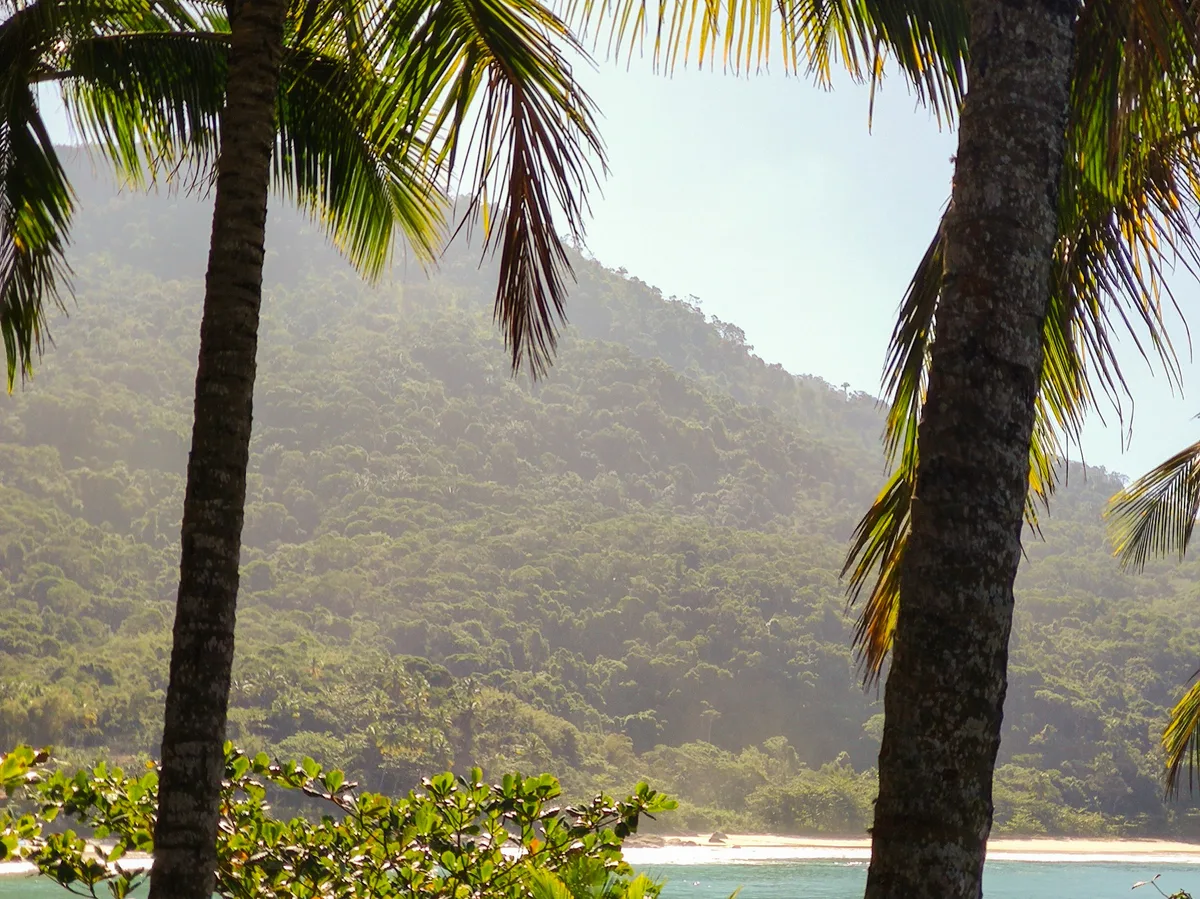 A tropical beach lined with palm trees on the Brazilian coast
