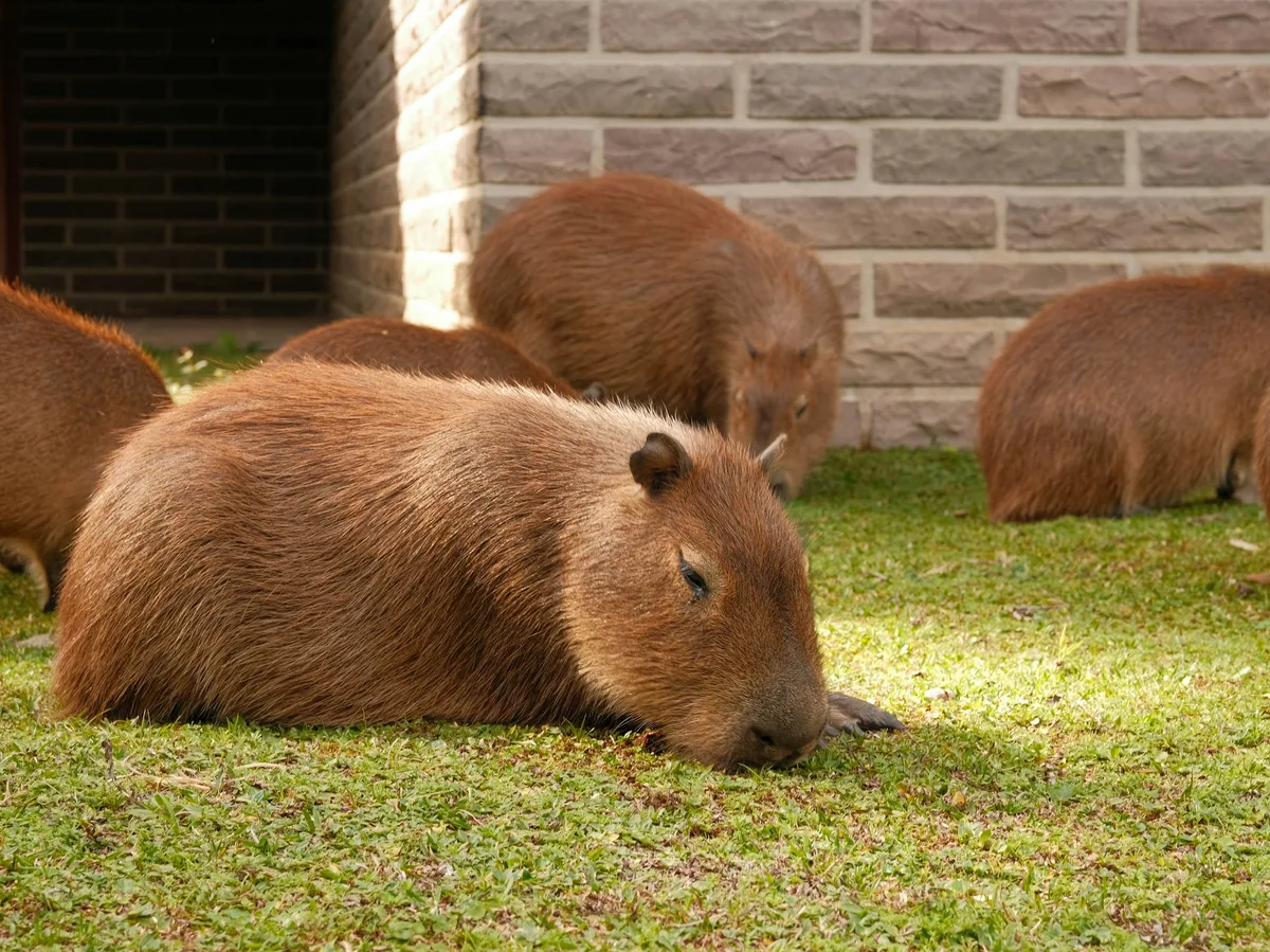 Capybaras resting on the grass in the Pantanal wetlands