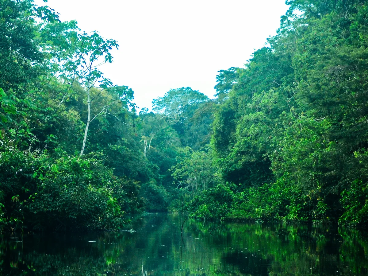A calm river flowing through the lush Amazon jungle