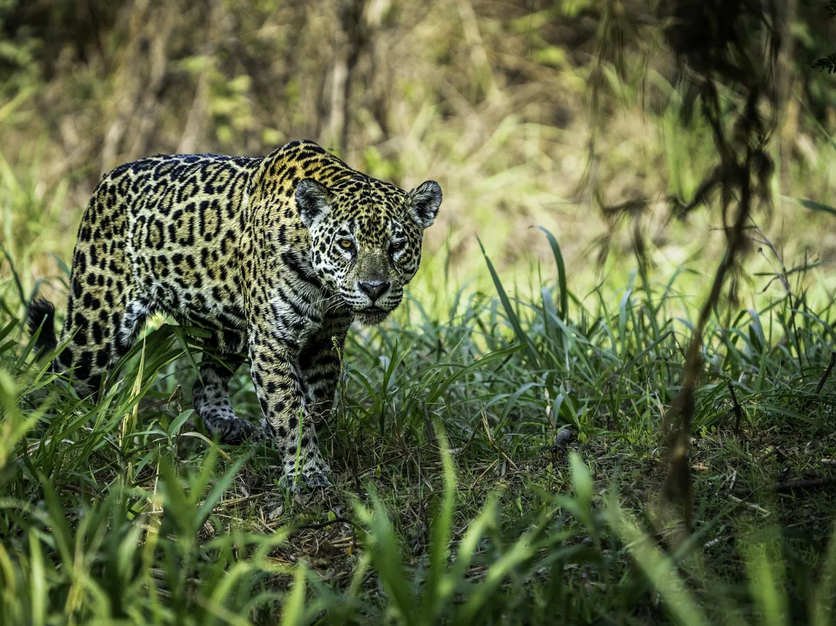 A jaguar walking through the lush Pantanal wetlands