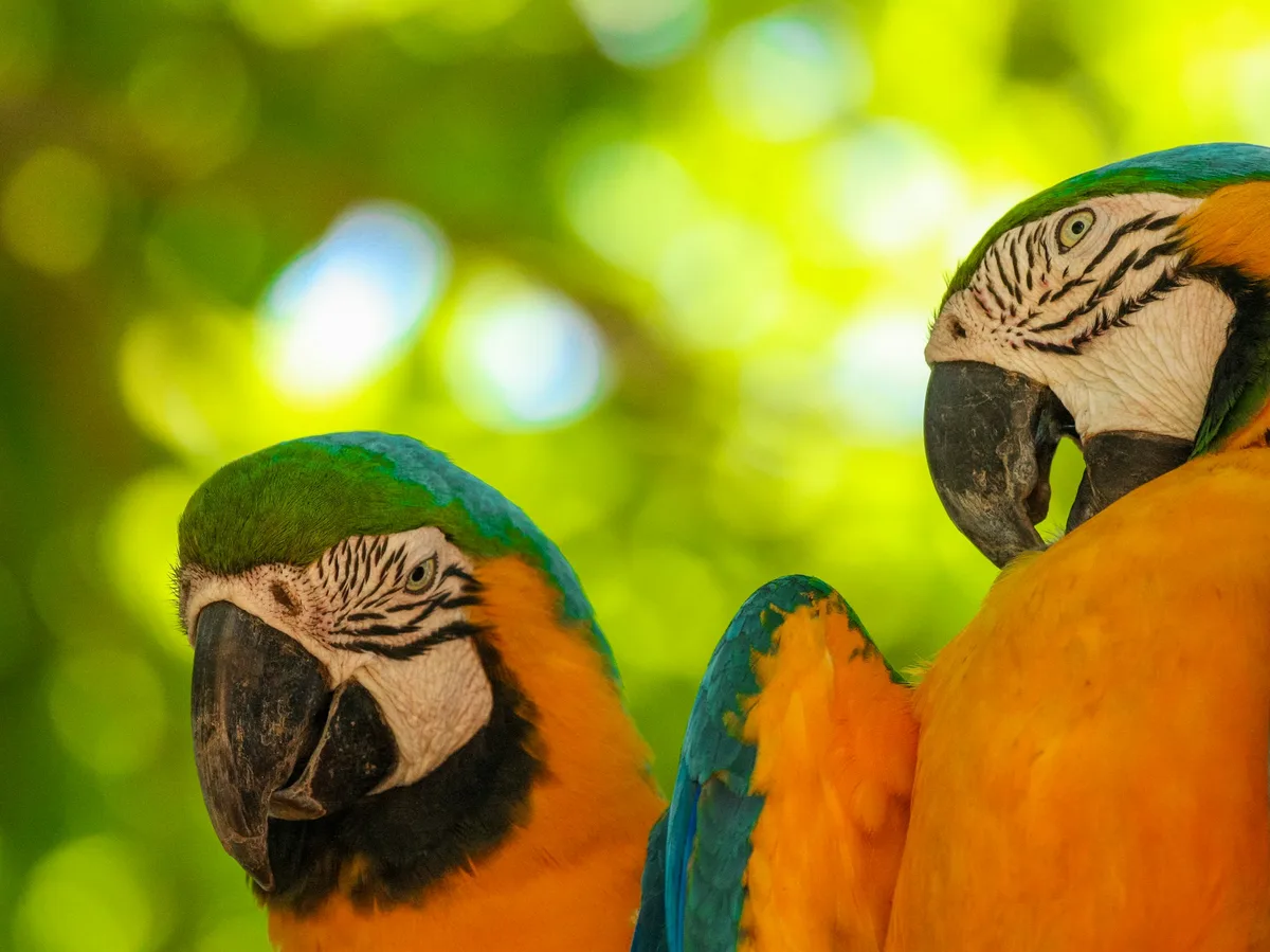 A blue and yellow macaw in the Brazilian rainforest