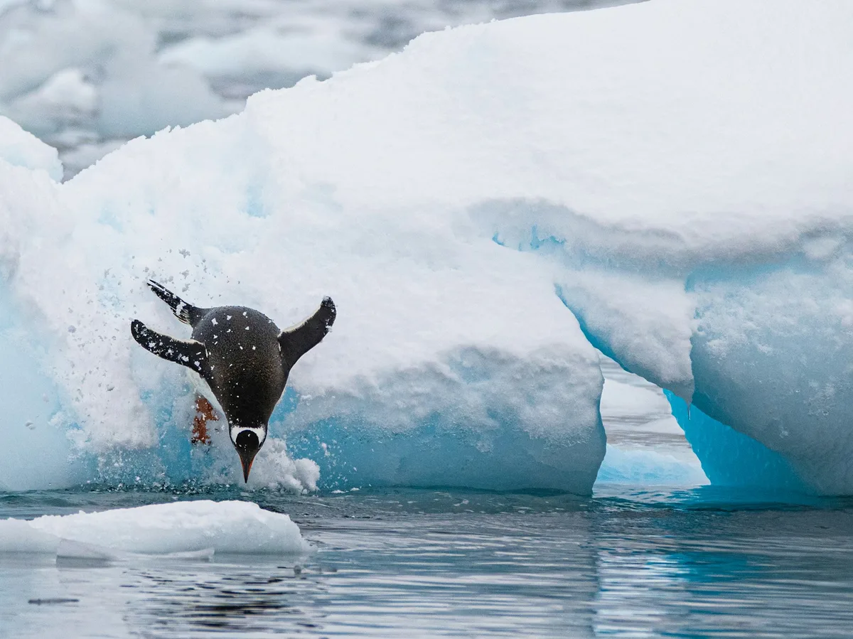 An iceberg floating in icy blue water near the Antarctic Peninsula