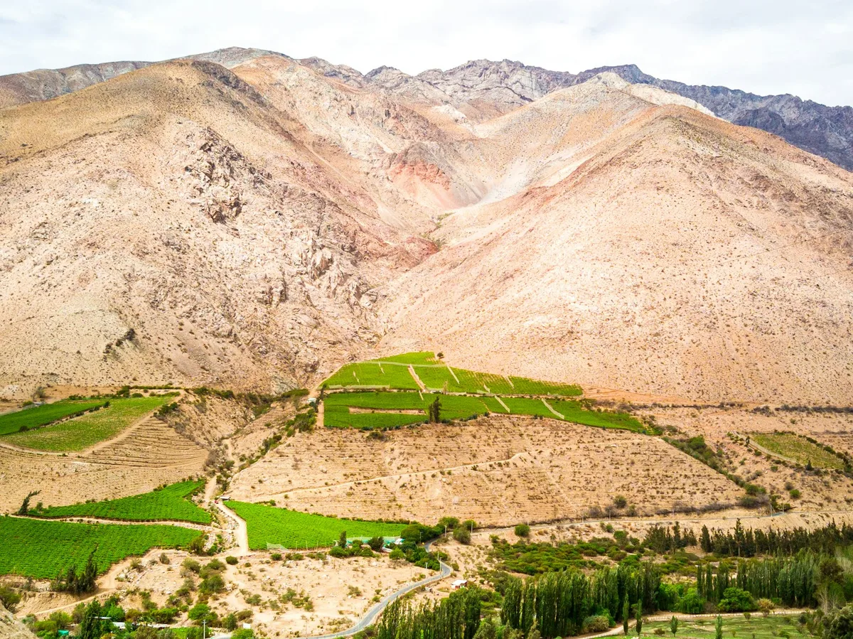 Rows of grapevines in a Chilean wine valley with the Andes in the distance
