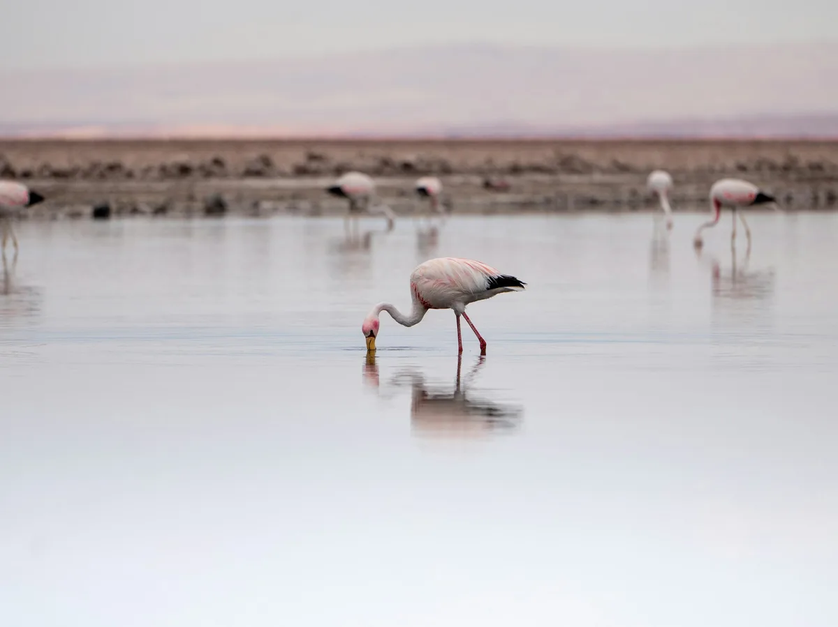 Pink flamingos wading in a shallow lagoon in the Atacama salt-flat region