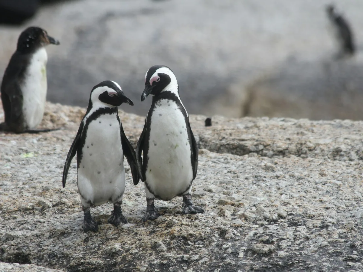 A colony of Magellanic penguins on the shoreline of Magdalena Island, southern Chile