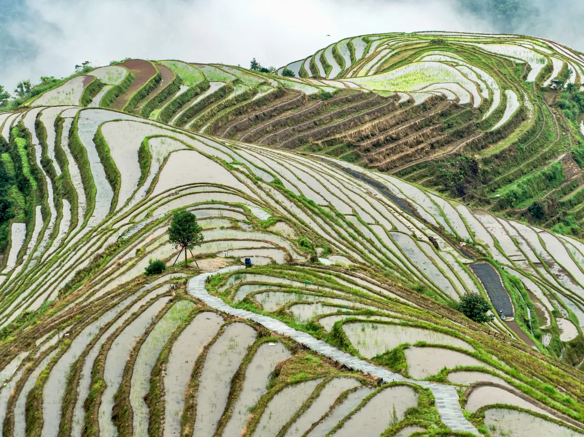 Golden rice terraces winding up a green mountainside near Longji, Guangxi