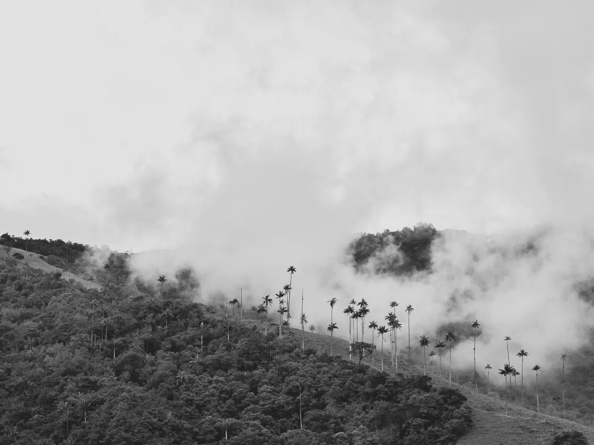 Towering wax palms rising above the green hills of the Cocora Valley