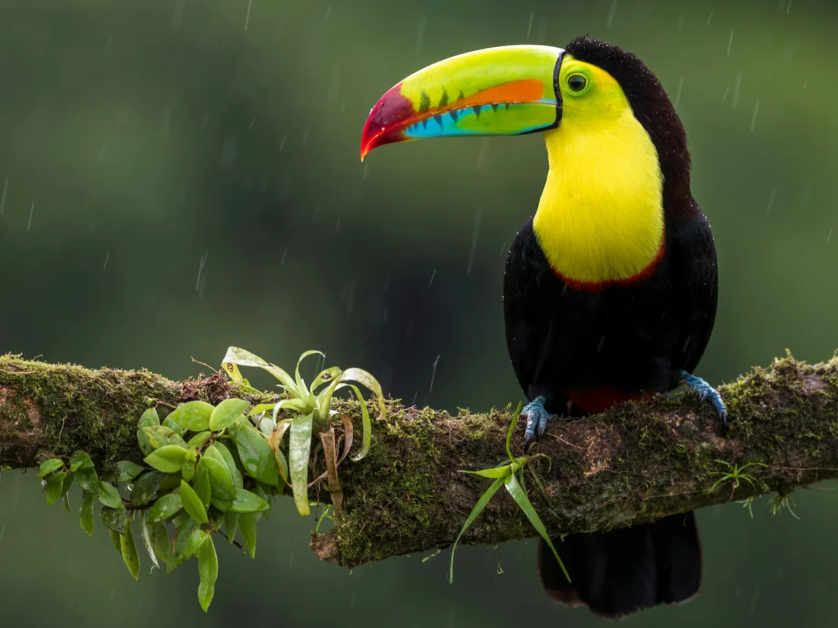 A keel-billed toucan perched on a branch in a Costa Rican rainforest