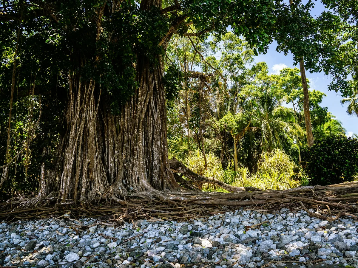The remote rainforest coastline of the Osa Peninsula near Drake Bay, Costa Rica