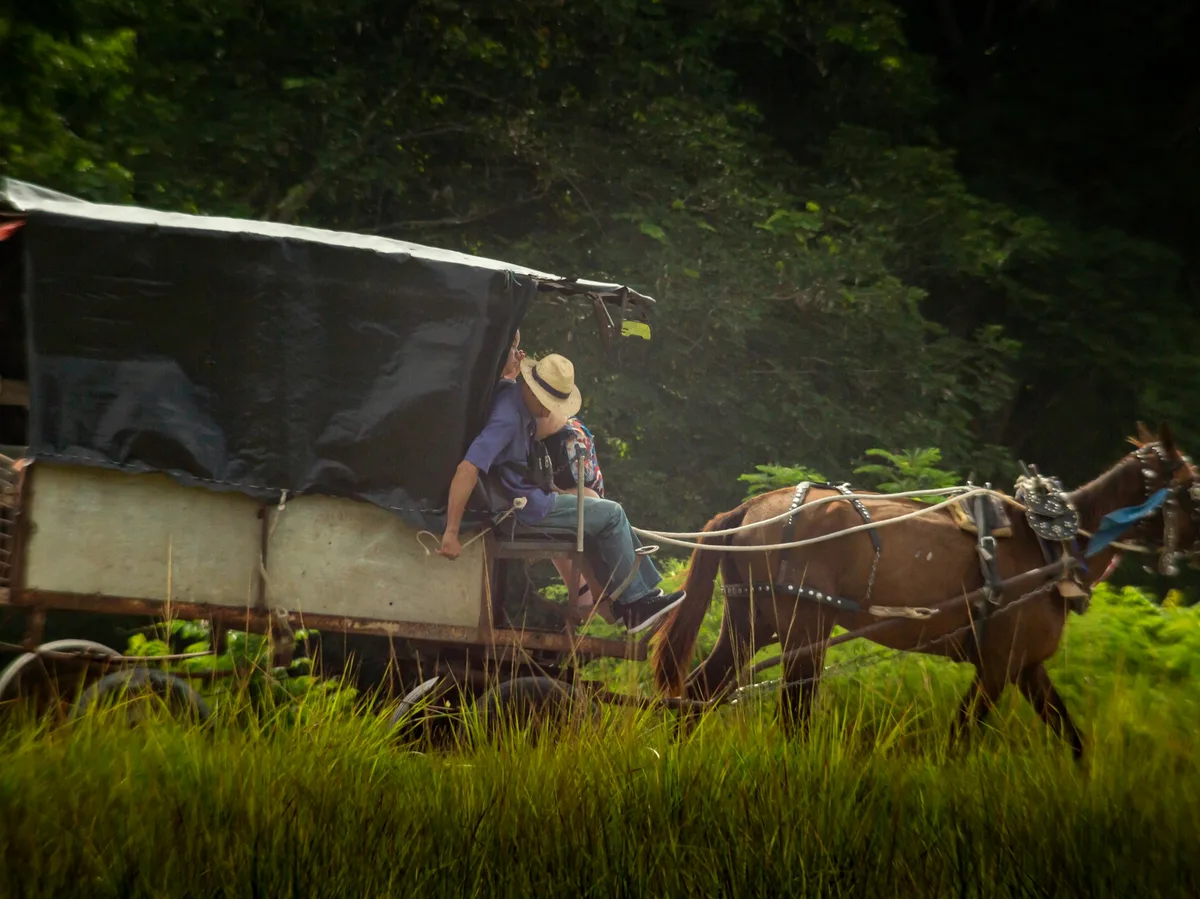 A person in a straw hat driving a horse-drawn cart through rural Cuban countryside