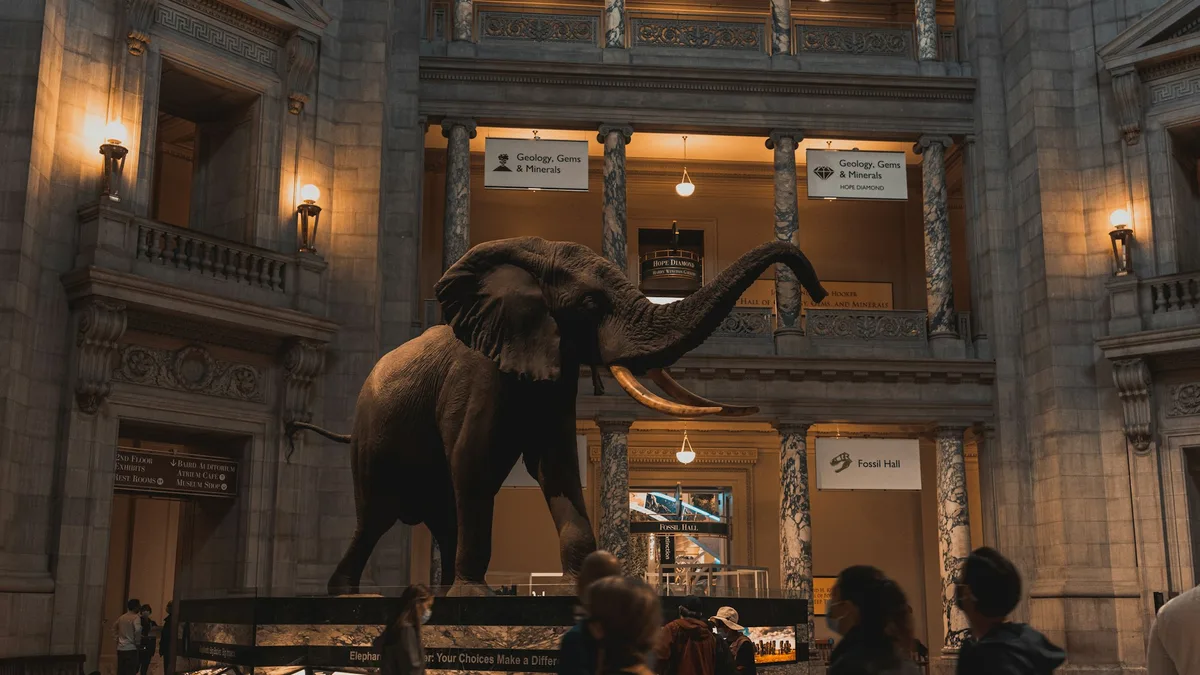 A large mounted elephant skeleton in a museum rotunda