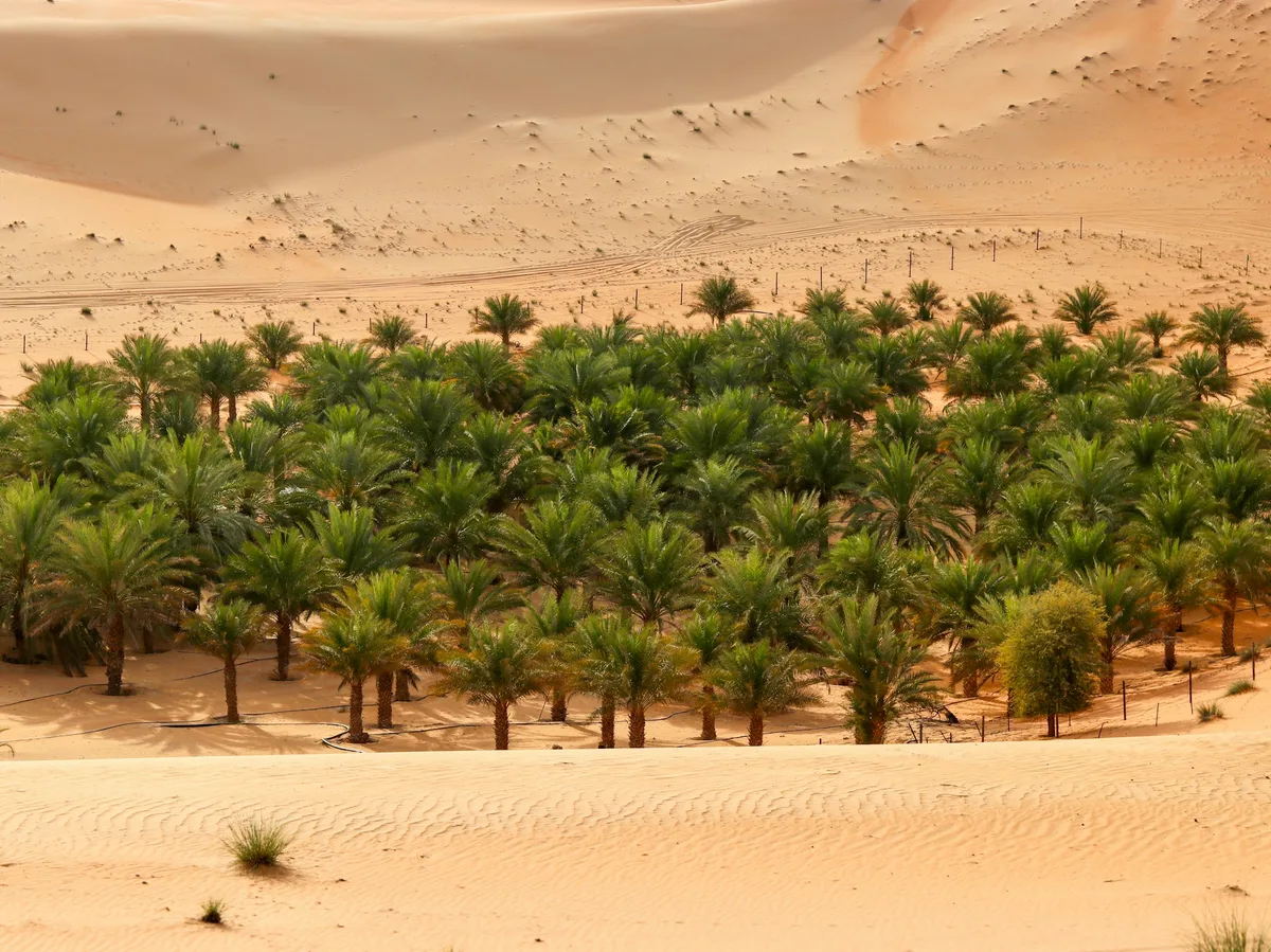 A palm oasis surrounded by red dunes in the Liwa desert, Abu Dhabi
