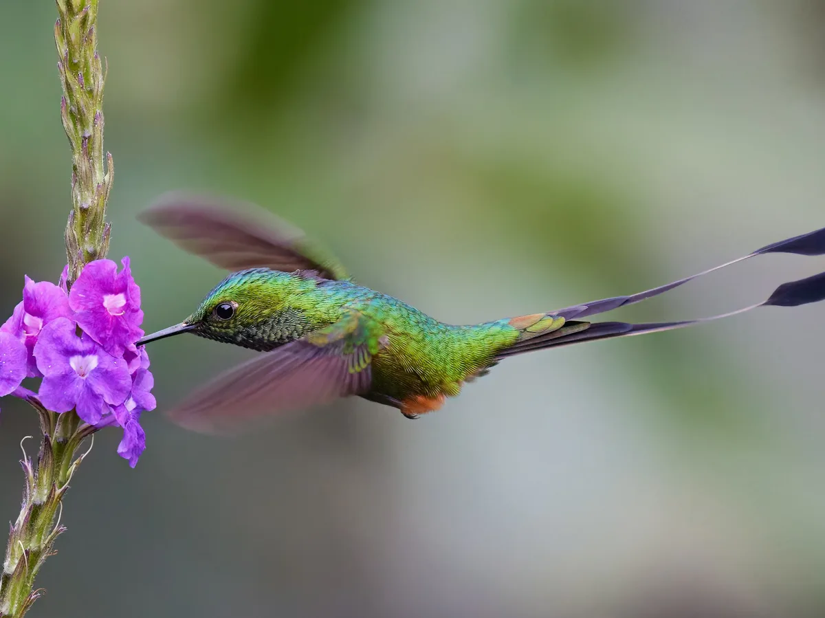 A hummingbird in flight beside a bright pink flower in an Ecuadorian cloud forest