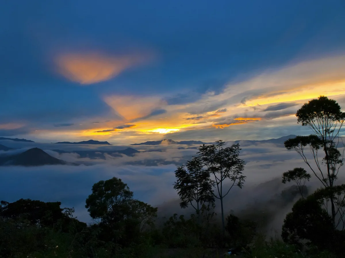 Fog drifting through a green cloud forest canopy in Ecuador