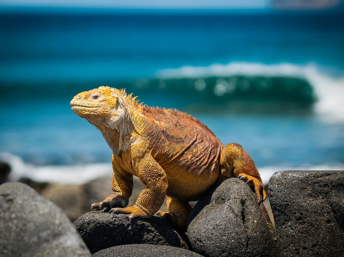 A yellow marine iguana resting on volcanic rocks in the Galapagos Islands