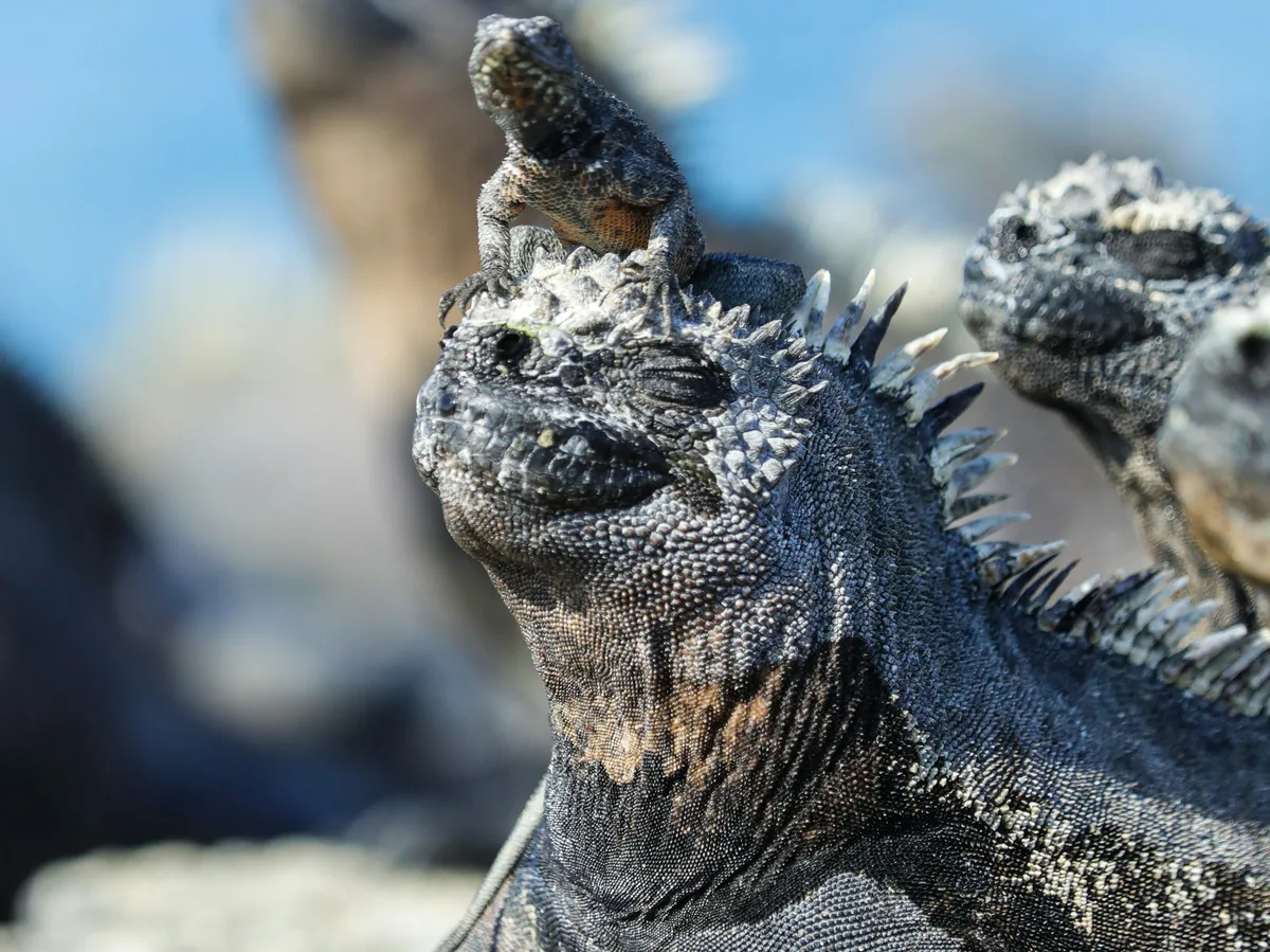 Marine iguanas gathered on a rocky shore near the ocean in the Galapagos