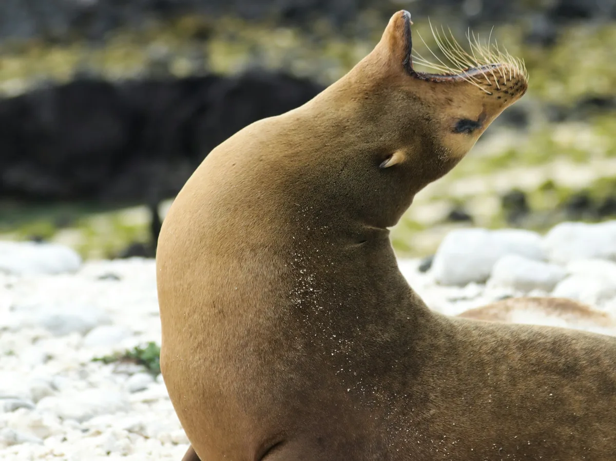 A sea lion resting on a rocky Galapagos beach