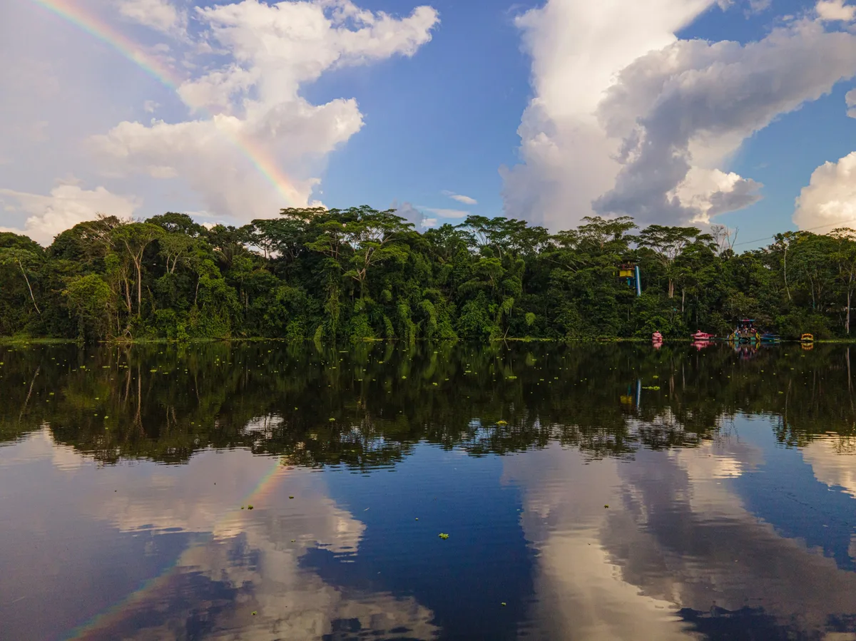Lush green Amazon rainforest waterway in eastern Ecuador