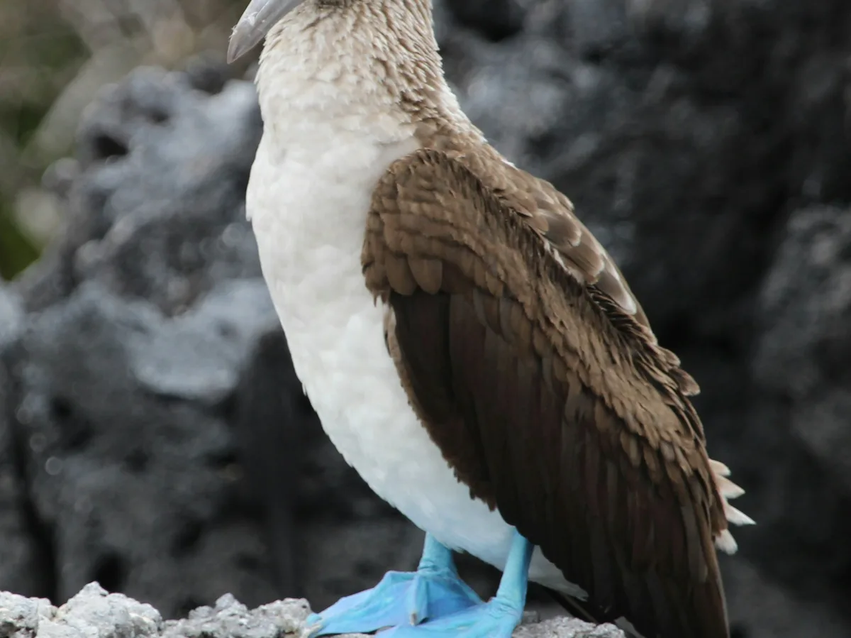 A blue-footed booby standing on a rock in the Galapagos Islands