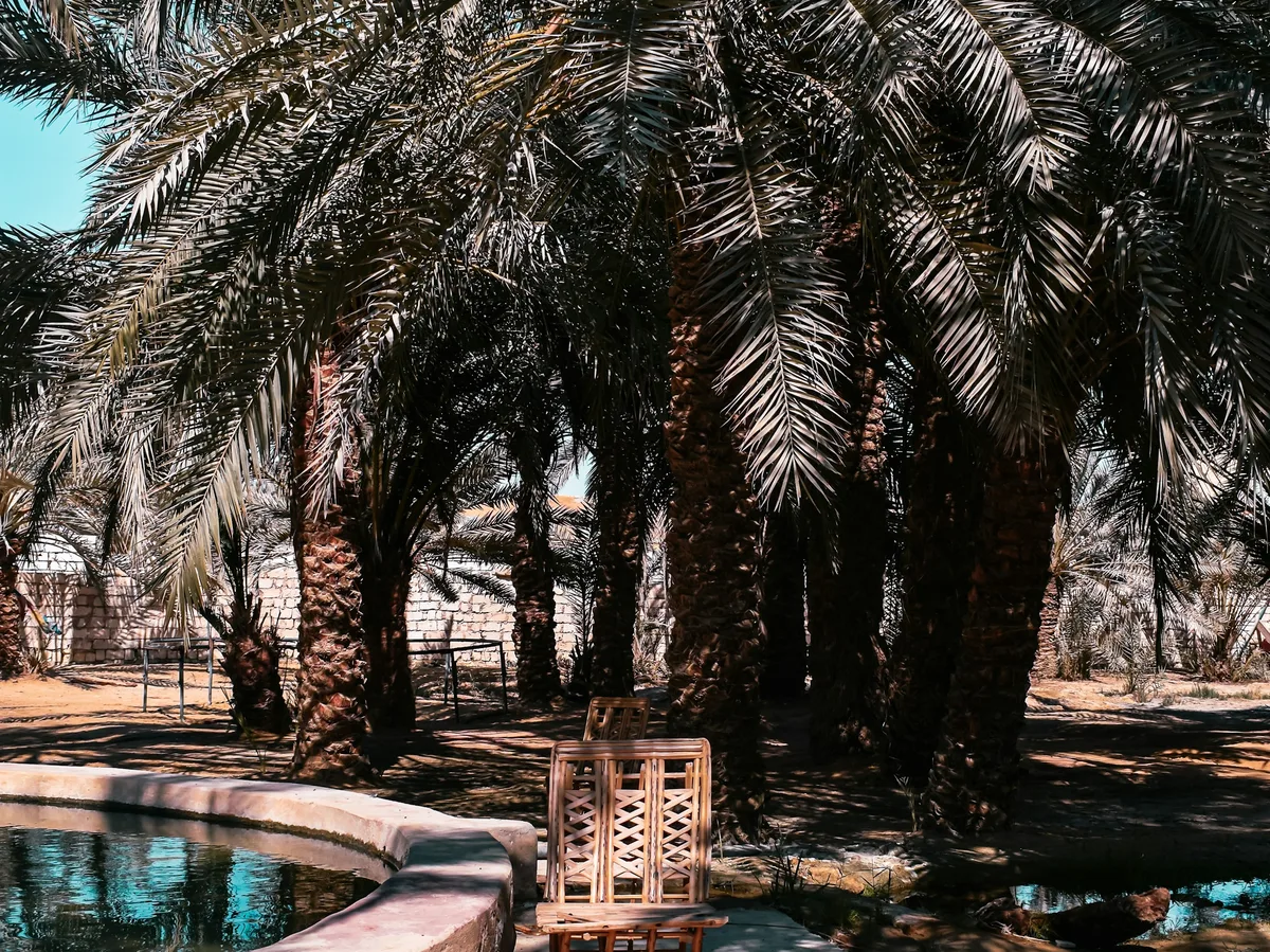 Palm trees and a spring pool at a desert oasis in Egypt's Western Desert