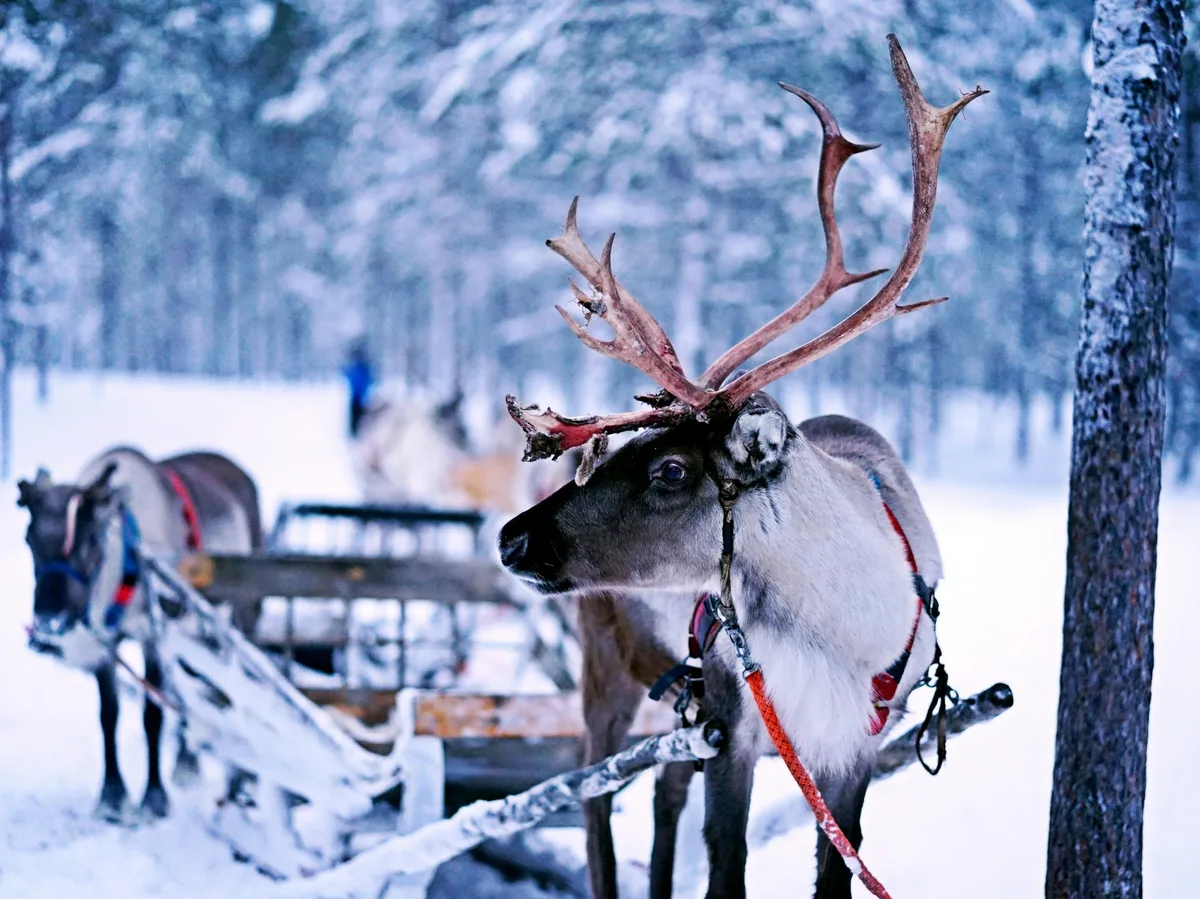 A reindeer sled crossing a snowy forest in Finnish Lapland