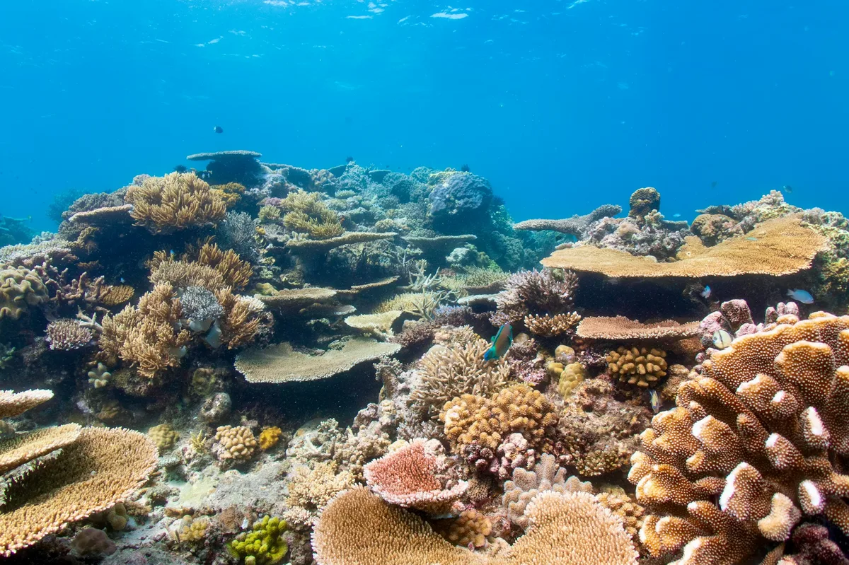 Australian Icons: Culture, Reef & Outback — photo 5