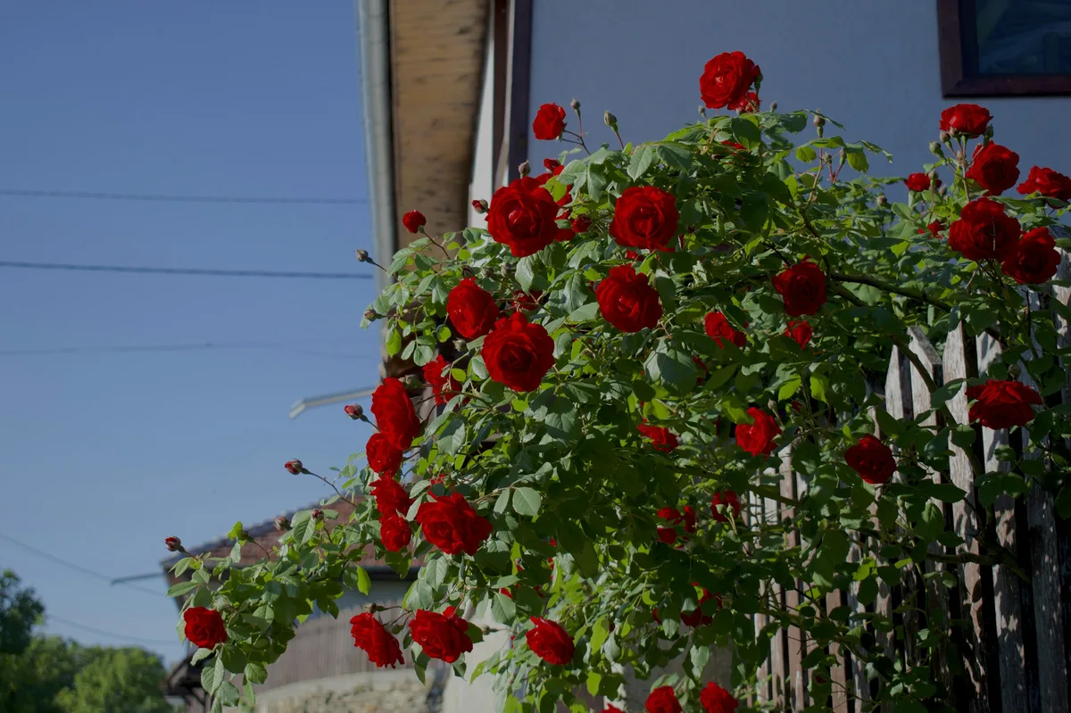Immersive 8-Day Bulgaria Photography Tour — photo 5