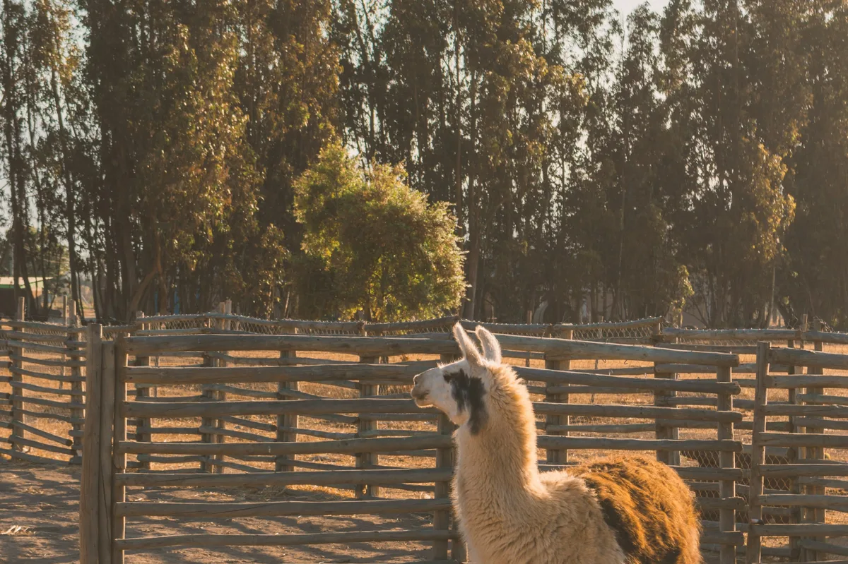 Explore the icons of Bolivia in a week — photo 4