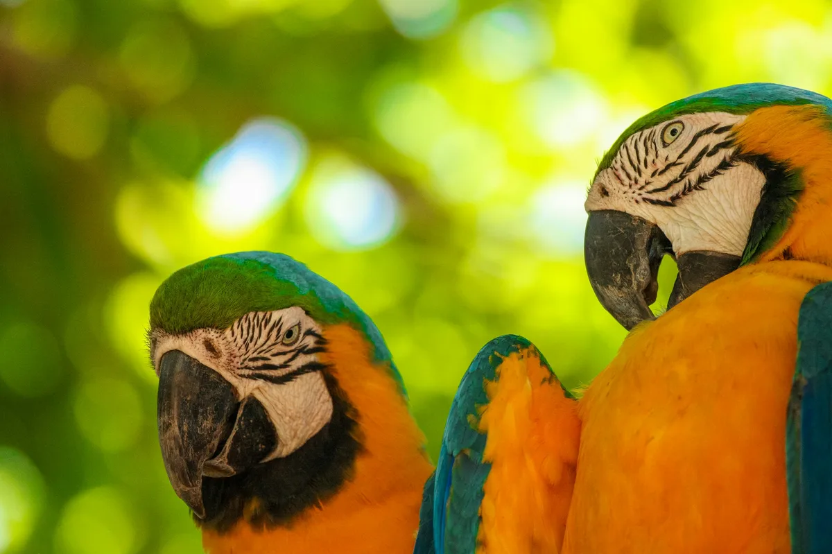 Tantalizing Taste of Brazil: 19-Day Tour — photo 1