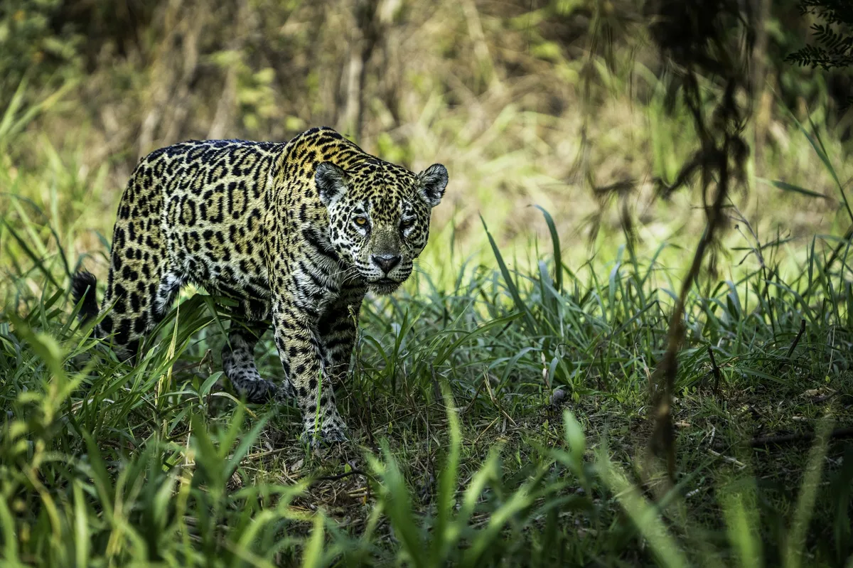 Ultimate Brazil Honeymoon — photo 5