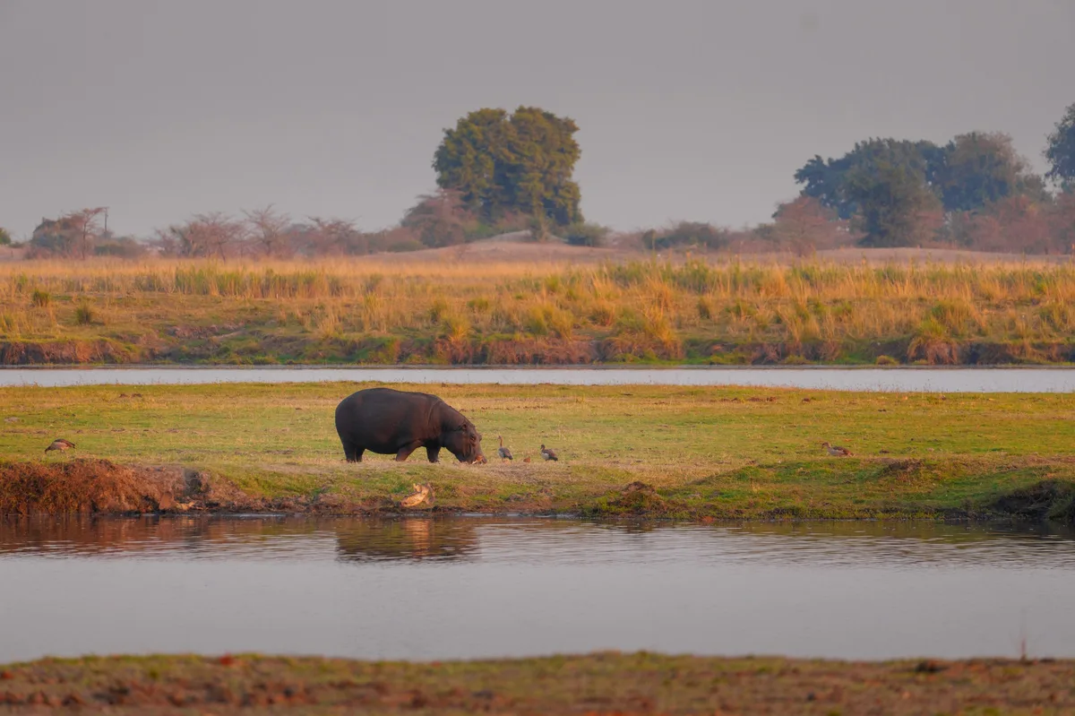 Magic of Botswana: Budget-Friendly Wildlife Adventure — photo 3