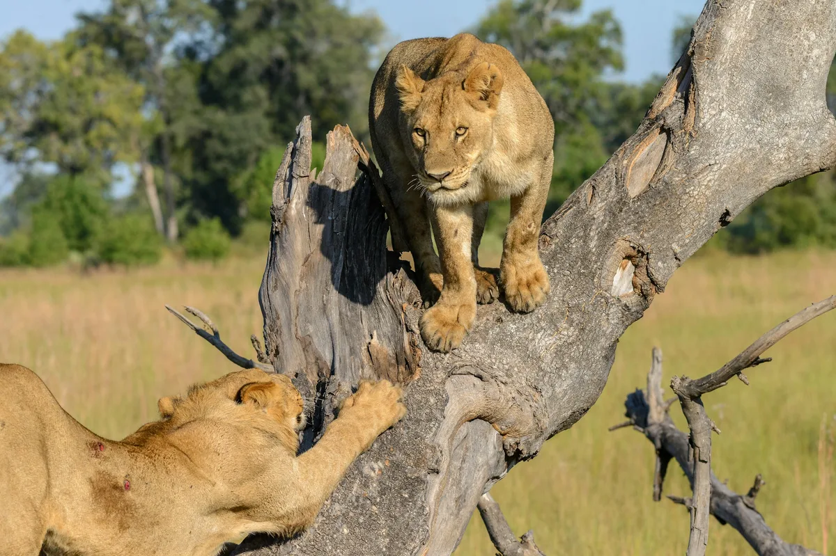 The Wildlife of Botswana: A Safari Experience — photo 4
