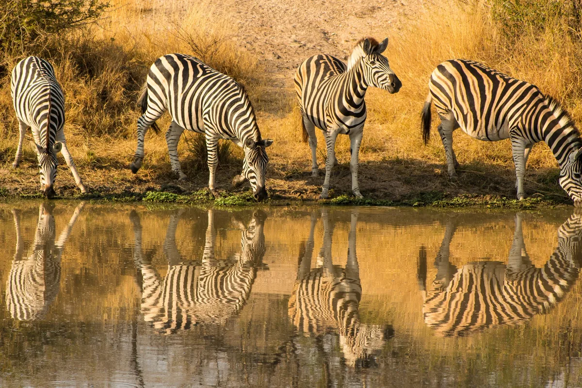 Desert to Delta: 10-Day Botswana Adventure — photo 5