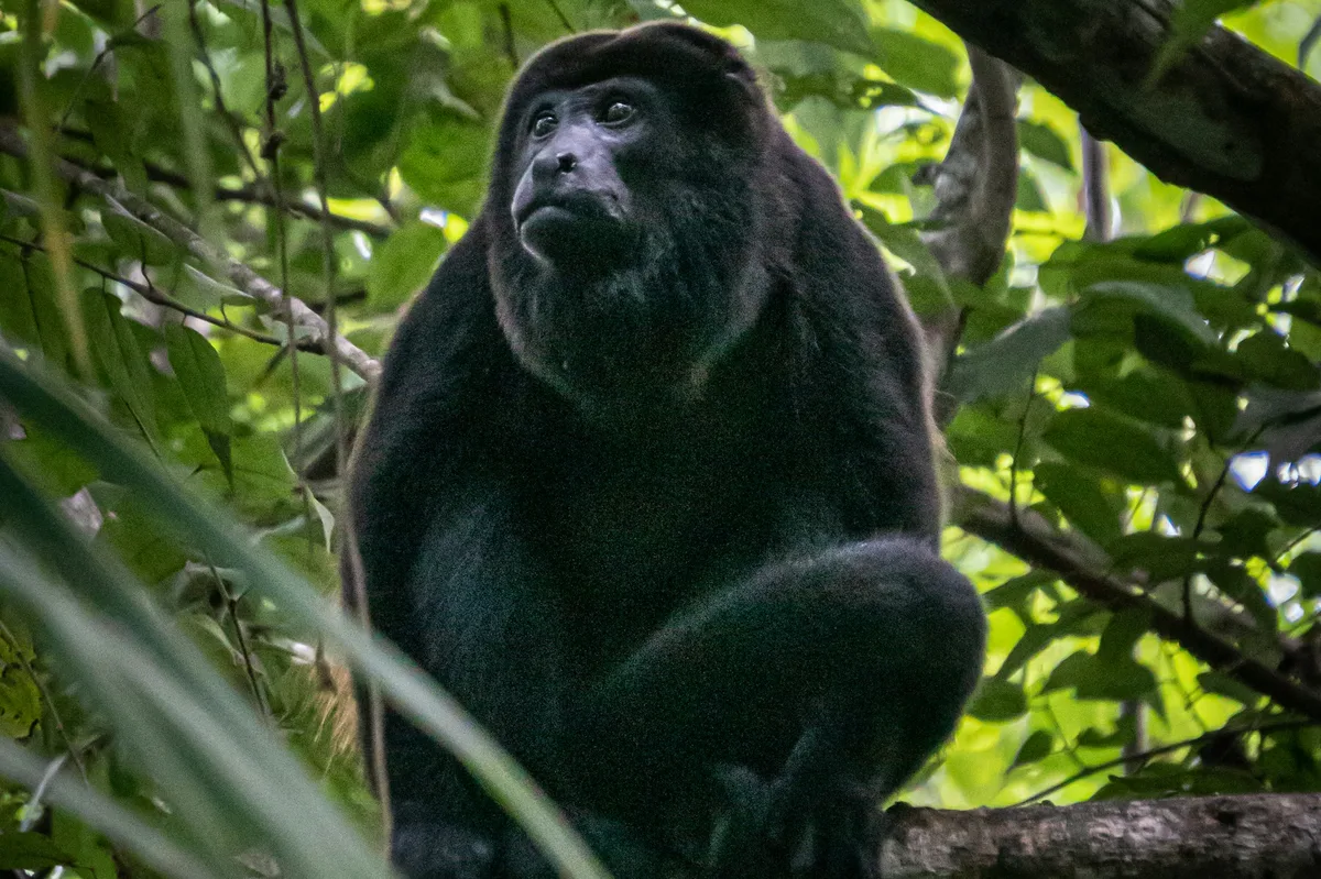 Belize Birdwatching & Wildlife Tour — photo 3
