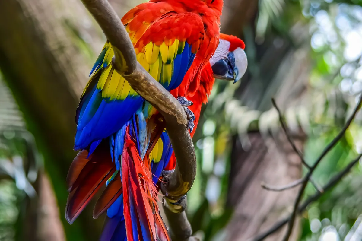 Belize Birdwatching & Wildlife Tour — photo 2