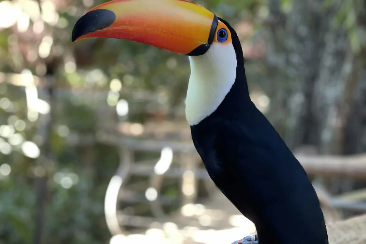 Belize Birdwatching & Wildlife Tour — photo 1