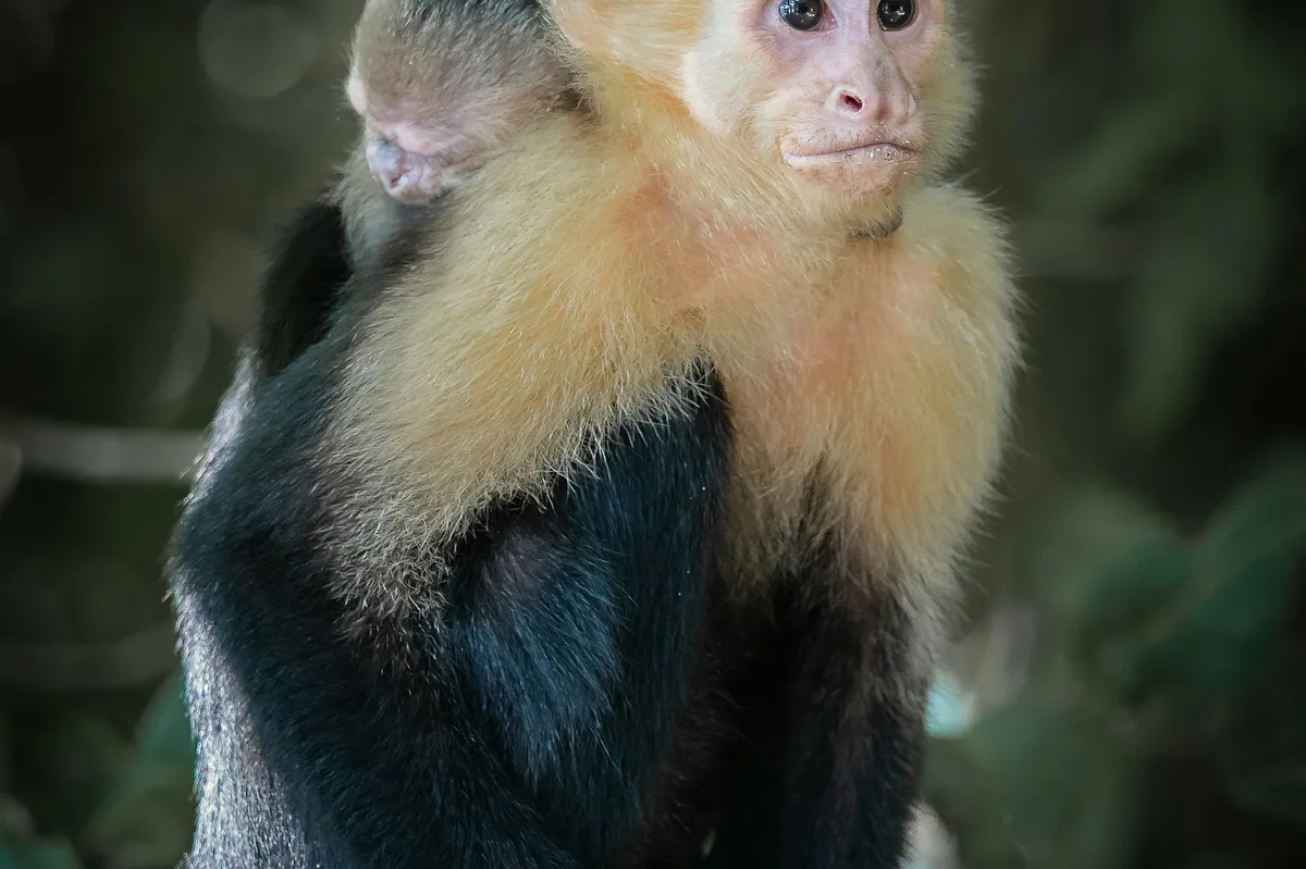 Off the Beaten Path in Costa Rica — photo 2