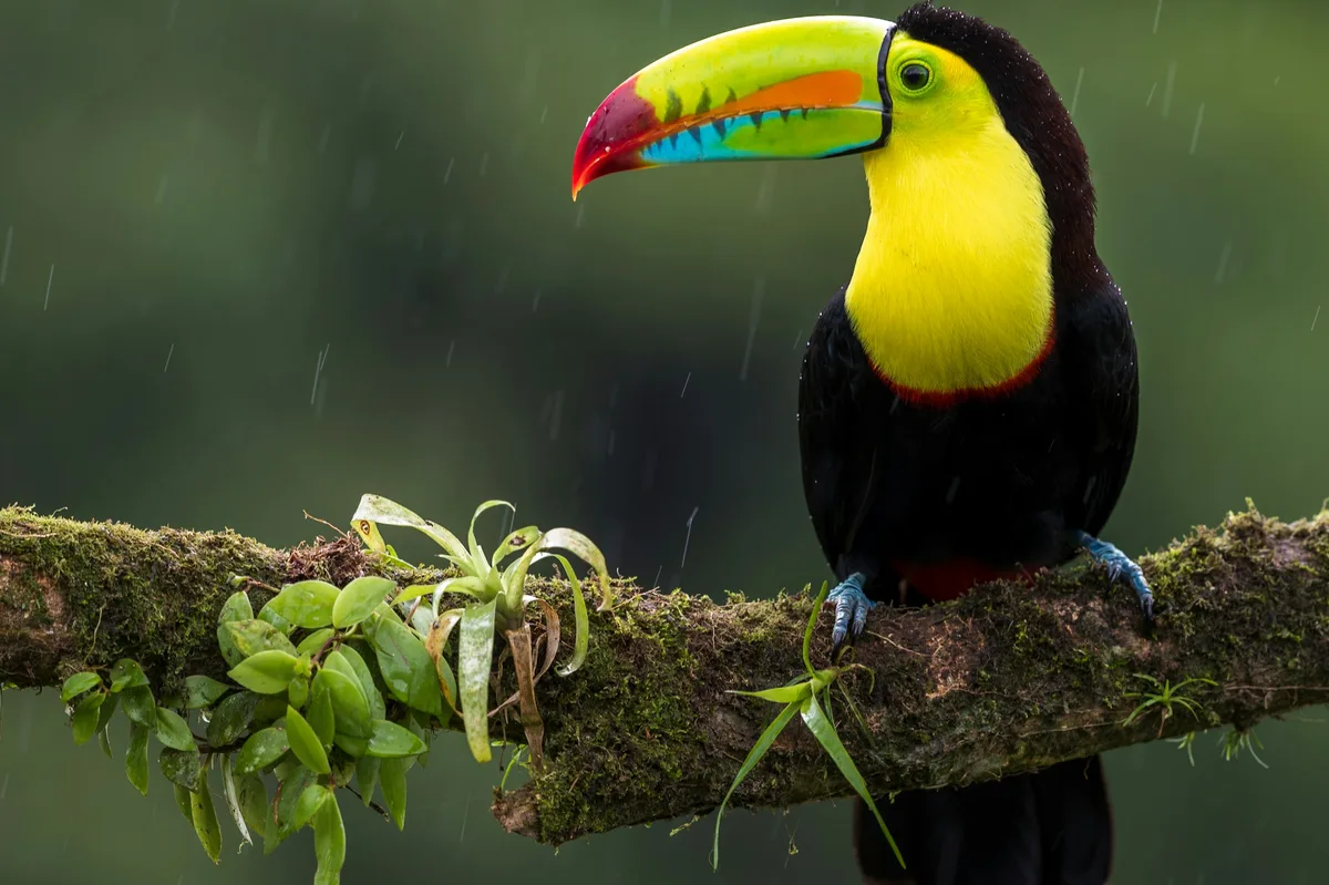 Costa Rica's Caribbean Highlights in One Week — photo 1
