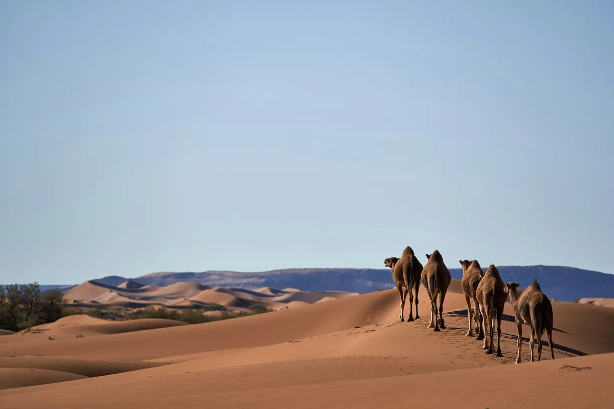 Dubai Desert Safari with Camel Ride & Sandboarding — photo 4