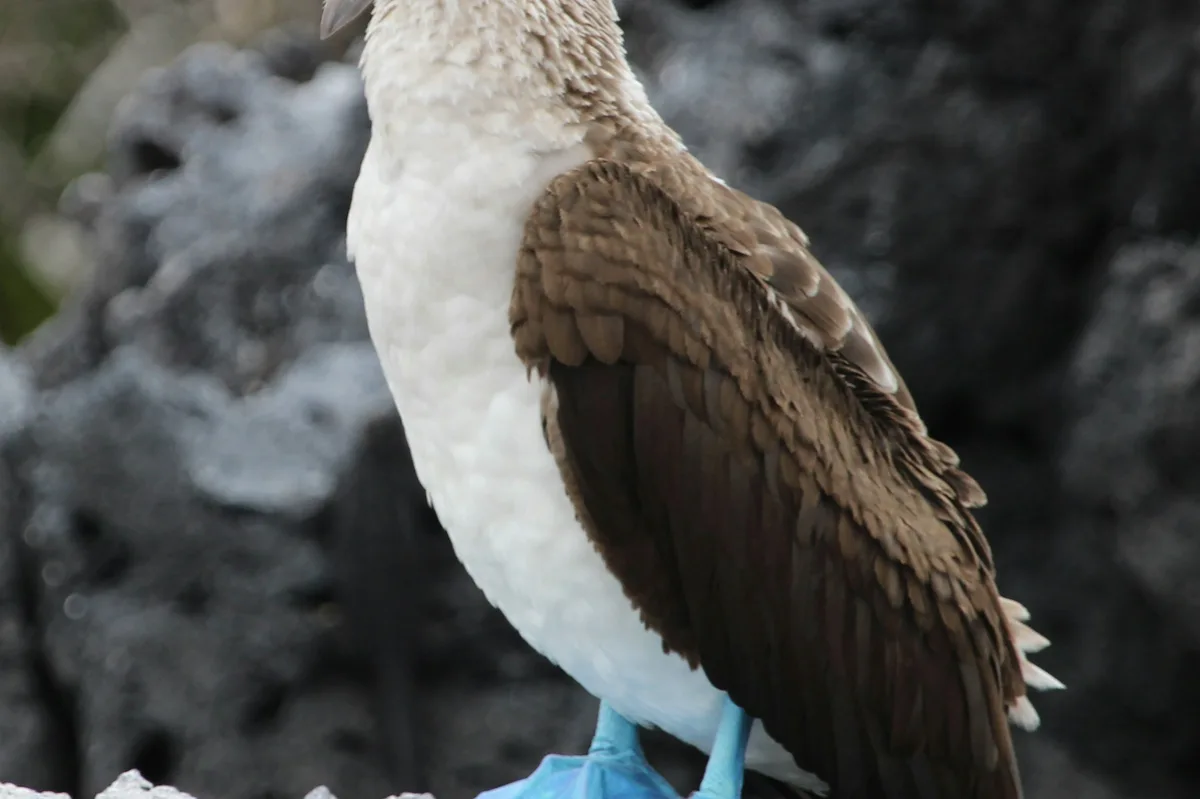 The Natural Wonders of Peru & the Galapagos — photo 2