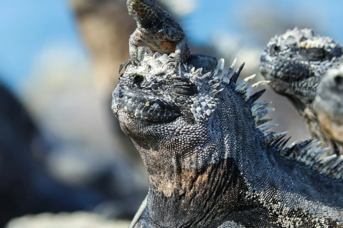 Highlights of Peru & the Galapagos: Gems of the Andes — photo 3