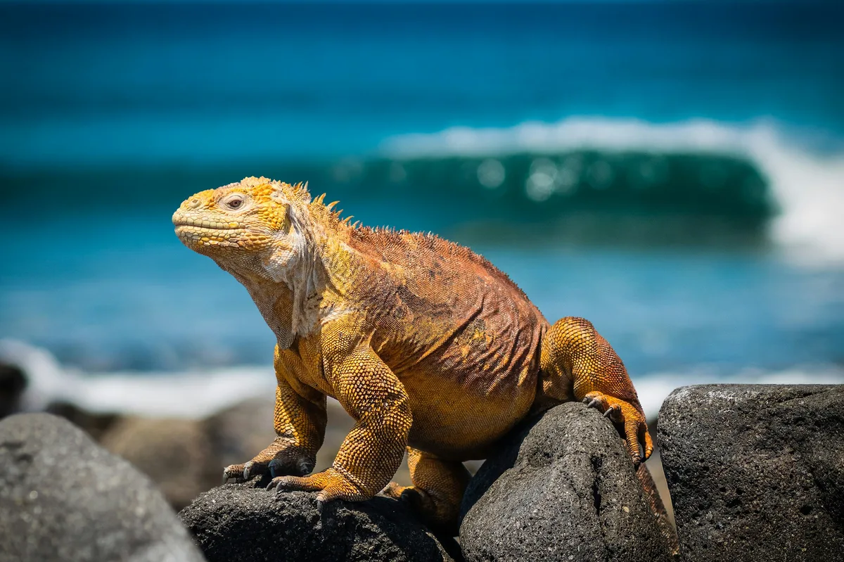 The Magic of Colombia & the Galapagos Islands — photo 3
